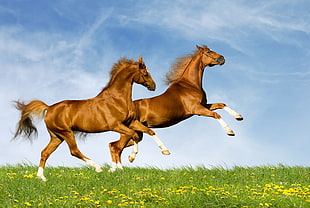 two brown horse running together HD wallpaper
